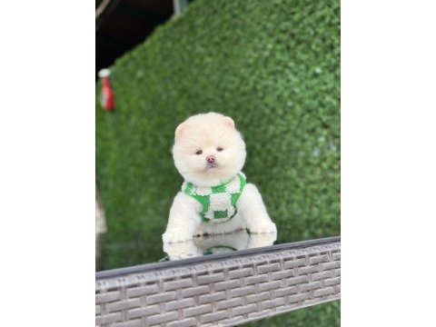 Sağlık ve ırk garantili pomeranian