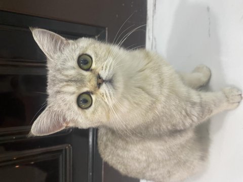 British longhair