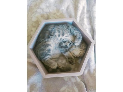 Sahiplendirme scottish fold