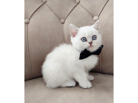Teslime hazır erkek british shorthair yavrumuz