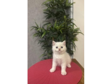 Brıtısh shorthair red point yavrularım 