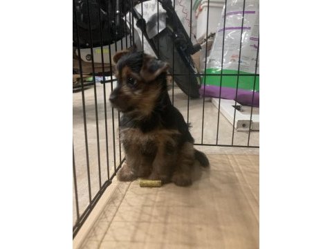 Yorkshire terrier