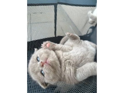 Safkan scottish fold