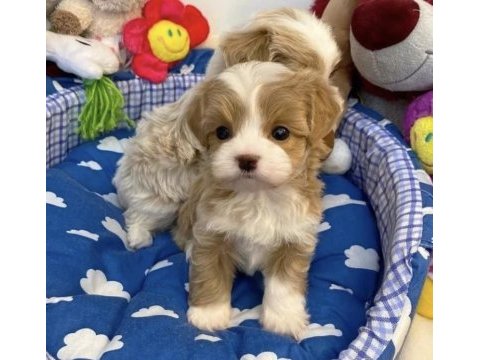 0 numara maltipoo yavrular (tuvalet eğitimli)