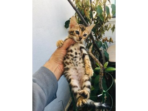 Show class bengal kedisi yavruları