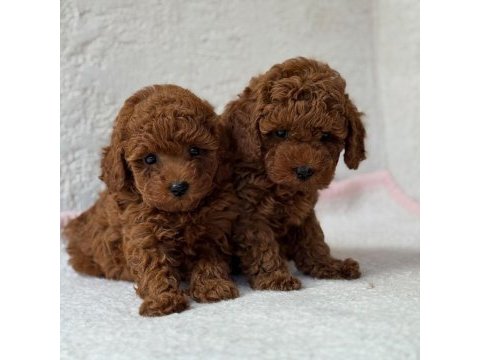Toy poodle kore kan yavrularımız