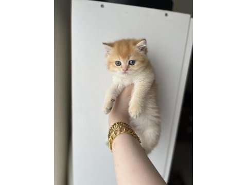 By12 golden british shorthair dişi ped