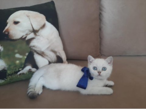 Yavrumu sahiplendiriyorum british shorthair