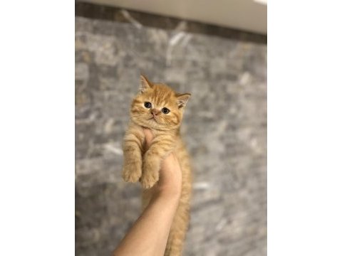 Irk ve sağlık garantili british shorthair yavrular 