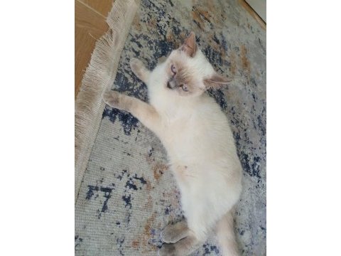 British shorthair kızımıza yeni yuva