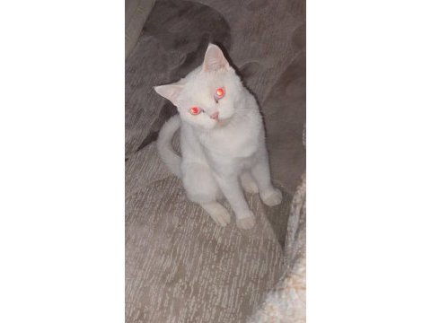 2 yaşında british shorthair 1 doğum yaptı