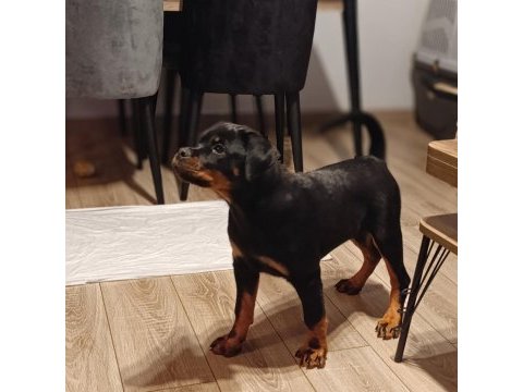 4 aylık dişi rottweiler