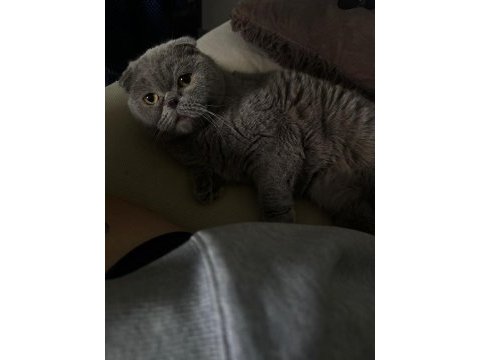 Lesley 6 yaşında dişi scottish fold ücretsiz