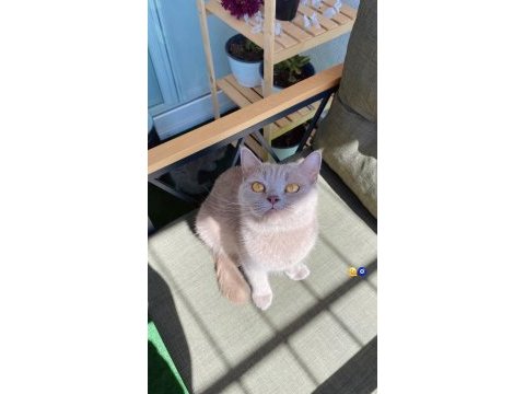 British shorthair kedimiz 2 yaşında