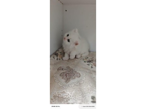Minnoş bebek kediler