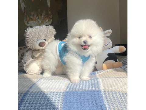 Ayı surat pomeranian boo köpekleri