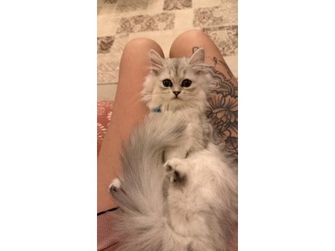 2.5 aylık chinchilla dişi kedimiz