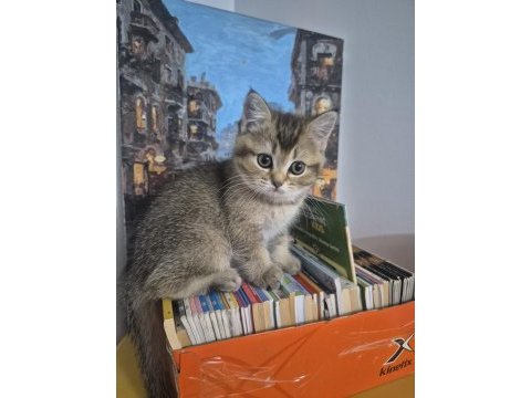 British shorthair kedisi