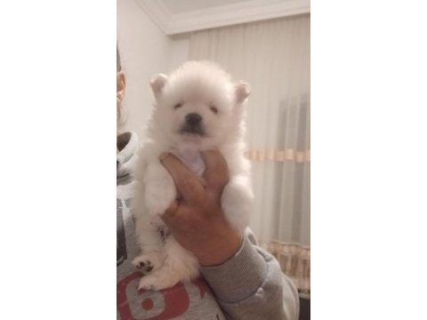 Pomeranian bebişler sıfır boy ilk aşıları yapıldı uygun