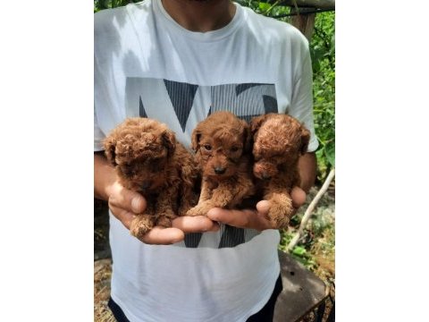 A kalite toy poodle yavruları