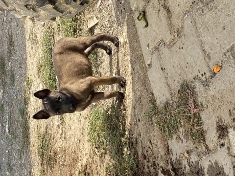 Irk ve sağlık garantili belçika kurdu yavrular