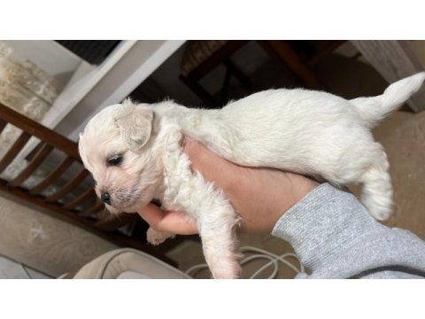 Korekan sıfır maltese terrier