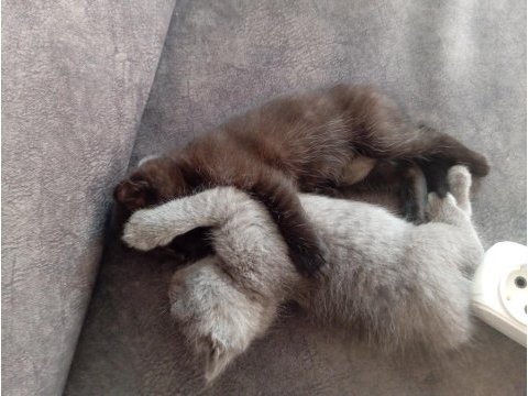 Scottish fold british shorthair yavrular