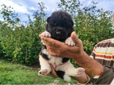 Amerikan akita yavrularımız yeni sahibini arıyor
