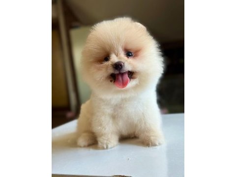Orjinal tatlı pomeranian boo köpeğimiz