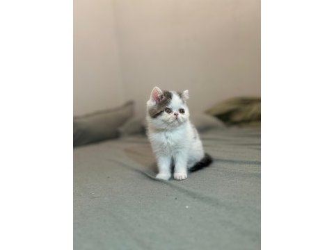 Van desen exotic shorthair yavrular