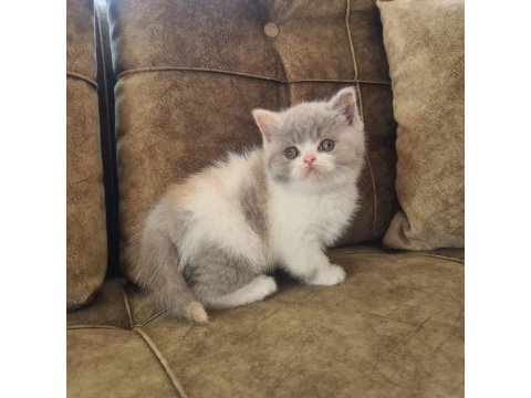 Bicolour dişi güzellik british shorthair