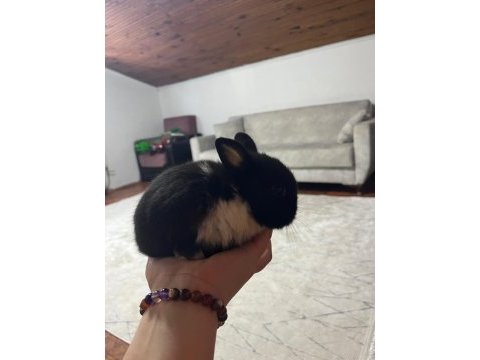 Cüce tavşan yavru