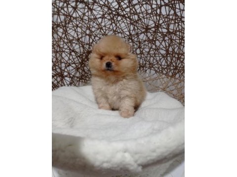 Mucize bebek pomeranian