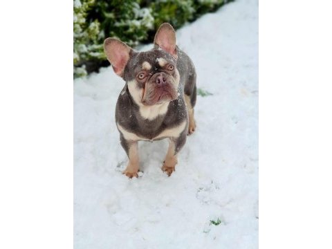 Egzotik french bulldog bebekler yeni yuvasını bekliyor
