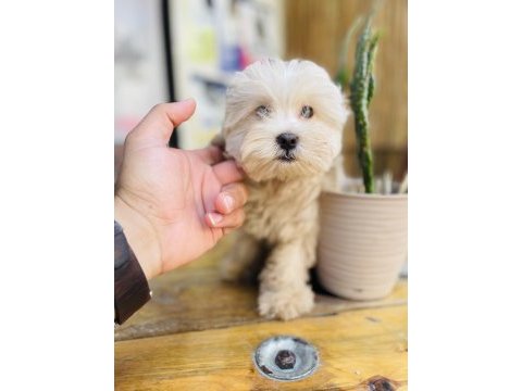 Orjinal mini boy garantili maltipoo