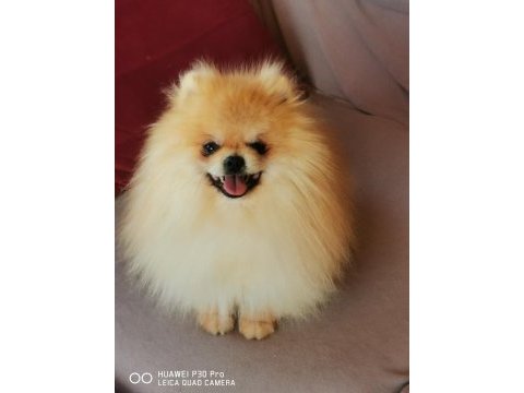 Pomeranian köpeğimiz aslan vizyona girdi