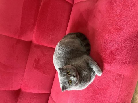 Ücretsiz yeni aile scottish fold
