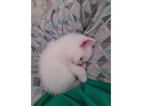 British shorthair yavrularım teslime hazır