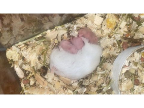 Hamster ele alışkın para için satmıyorum yerim yok