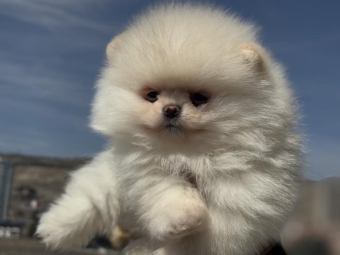Çok özel tea cup pomeranian yavrular ziyarete açık