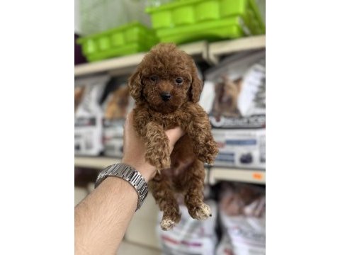 Toy poodle sıfır boy yavrularımız