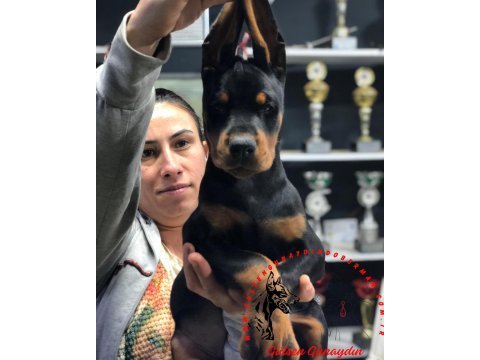 European pedigreli doberman yavrular