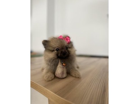 Sevimli surat pomeranian boo