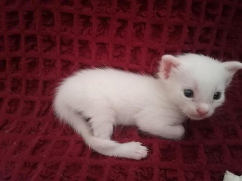 Onunla beraber büyüyeceğiniz minnak bir van kedisi