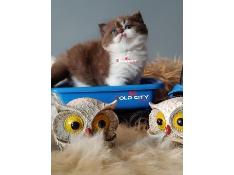 Kralın dönüşü safkan british teddy