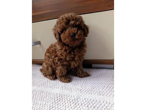 2 aylık dişi toy poodle