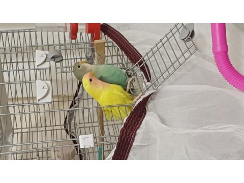 Yavru sevda papağanı iki aylık