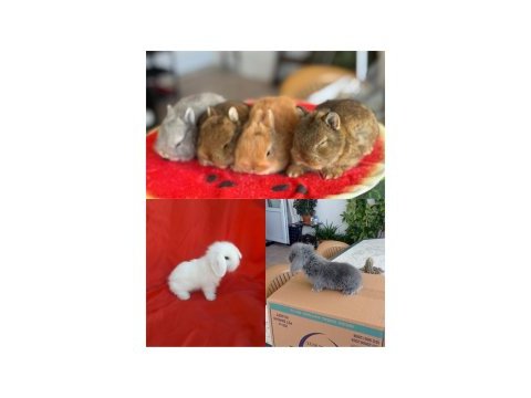 Cüce ve lop ırkı tavşan