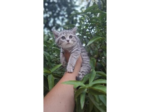 Minik yavru kedimiz yeni yuvasını bekliyor