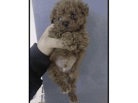 Toy poodle köpeği